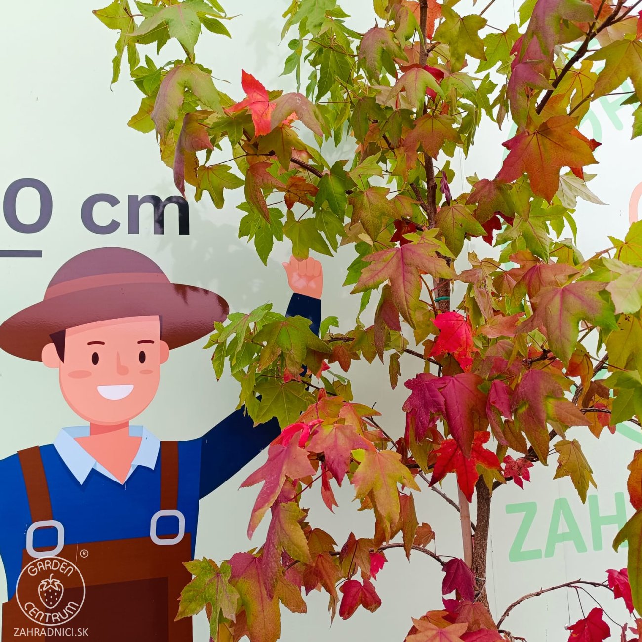 Obrázok Ambrovník styraxový (Liquidambar styraciflua) - výška 250-300 cm, kont. C10L